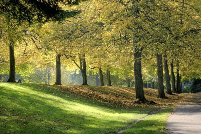 Open path bordered by seasonal trees suited to mindful walking